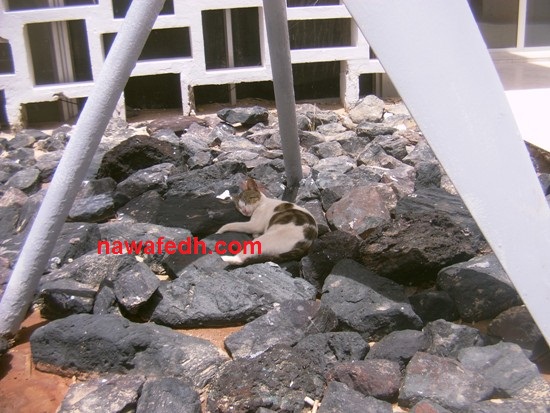 قط يغط في نوامه بمطار نواذيبو لحظة وصول الرئيس 